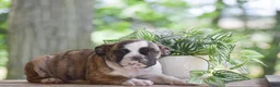 Olde English Bulldogge dogs for sale: Aurora - Ad 7