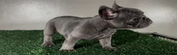 French Bulldog dogs for sale: Dash - Ad 3
