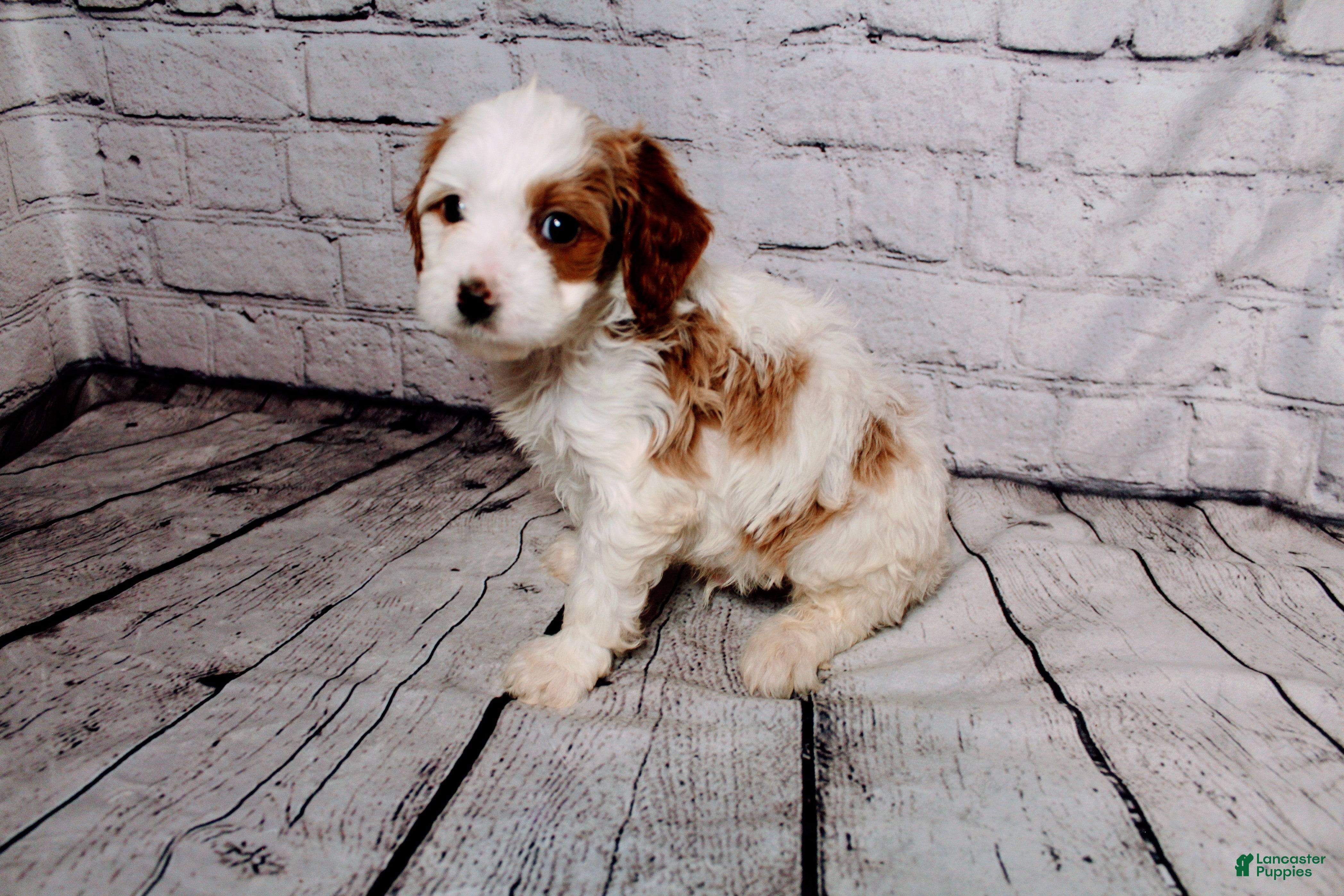Cavalier King Charles Spaniel dogs Forrest - Ad 40