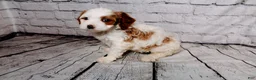 Cavalier King Charles Spaniel dogs for sale: Forrest - Ad 1