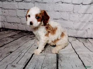 Cavalier King Charles Spaniel dogs Forrest - Ad 40