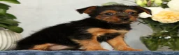 Yorkshire Terrier dogs for sale: Nova - Ad 9