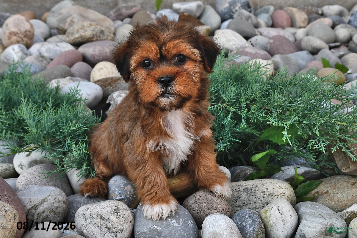 Shorkie dogs Susie - Ad 1