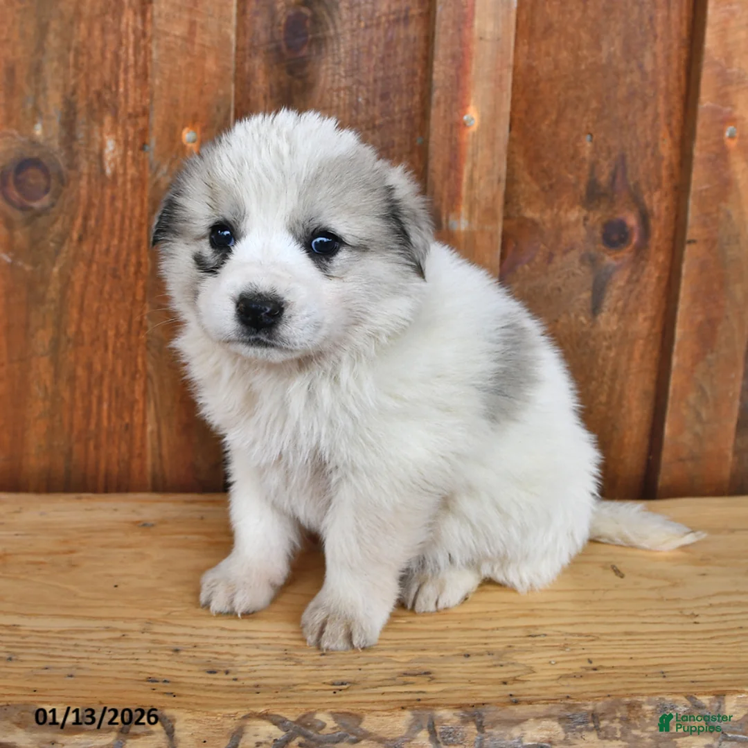 Mixed Breed dogs for sale: Max - Ad 2