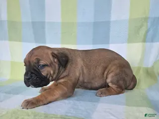 Cane Corso dogs ICCF Sonya - Ad 39