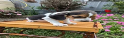 Beagle dogs for sale: Derby - Ad 3