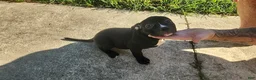 American Bully dogs for sale: Black w/ white chest patch & white face mark  - Ad 2