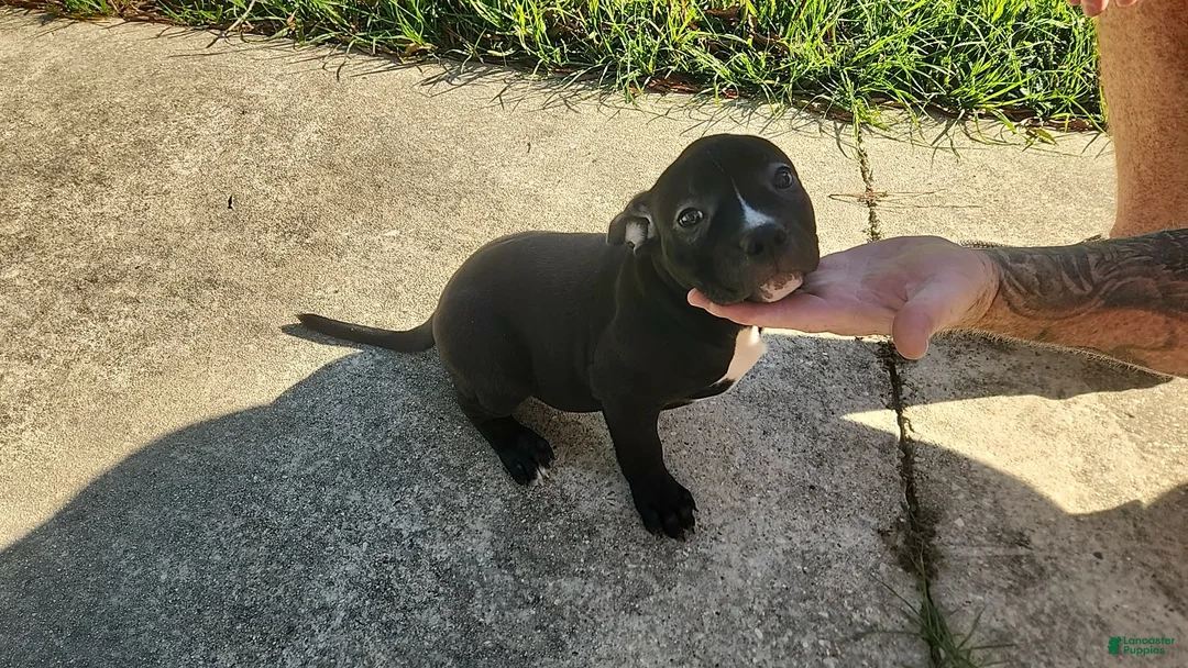 American Bully dogs for sale: Black w/ white chest patch & white face mark  - Ad 2