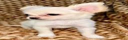 Chihuahua dogs for sale: Pearl - Ad 2