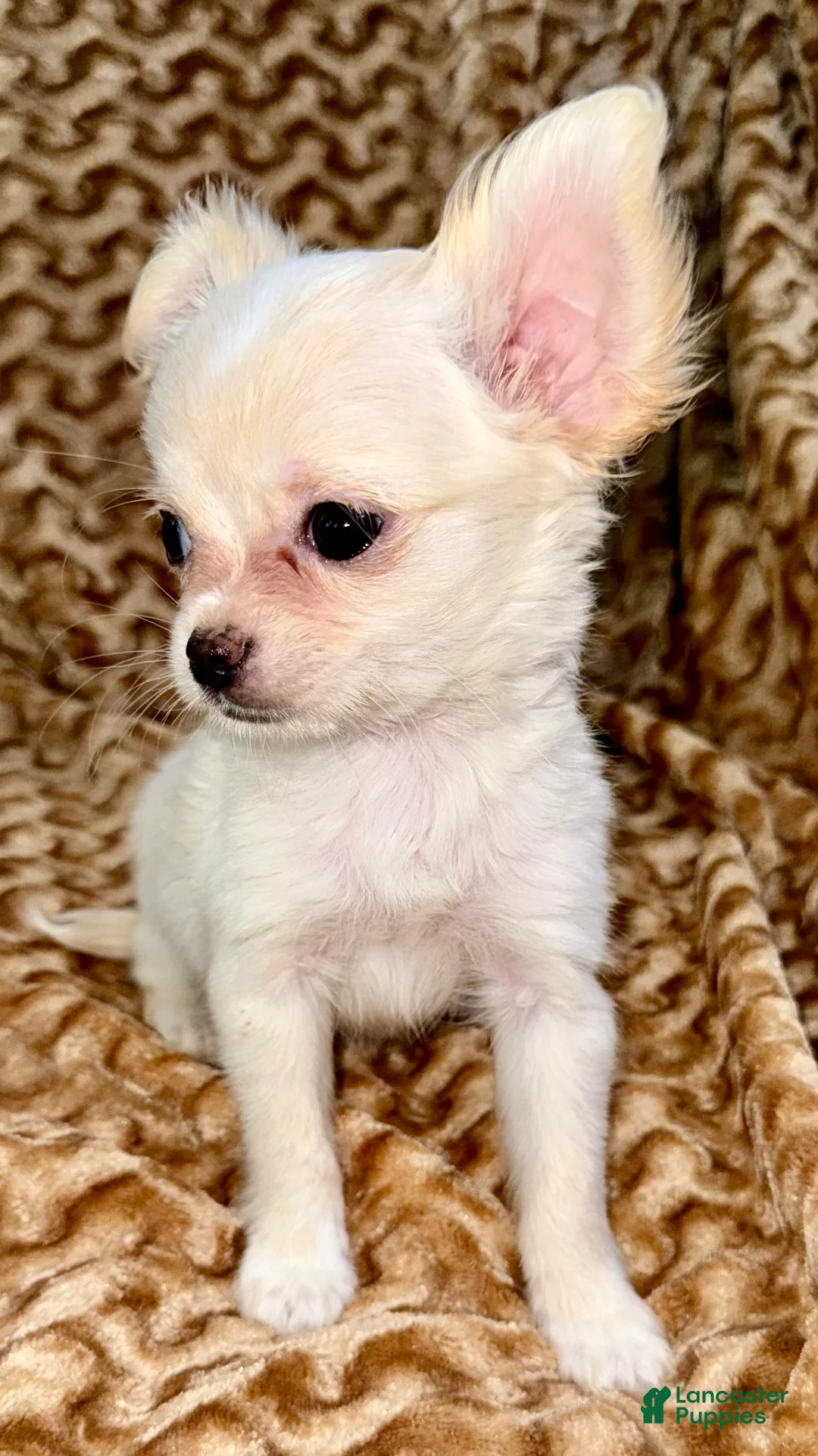 Chihuahua dogs for sale: Pearl - Ad 2