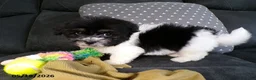 Havanese dogs for sale: Kye - Ad 4