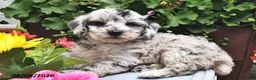 Miniature Poodle dogs for sale: Callie - Ad 4