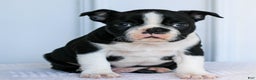 Boston Terrier dogs for sale: Charlie  - Ad 3