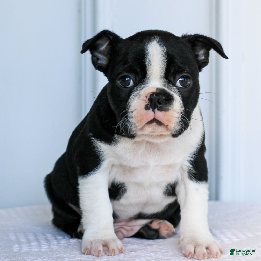 Boston Terrier dogs for sale: Charlie  - Ad 3