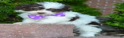 Mini Bernedoodle dogs for sale: Mini Buffy - Ad 13