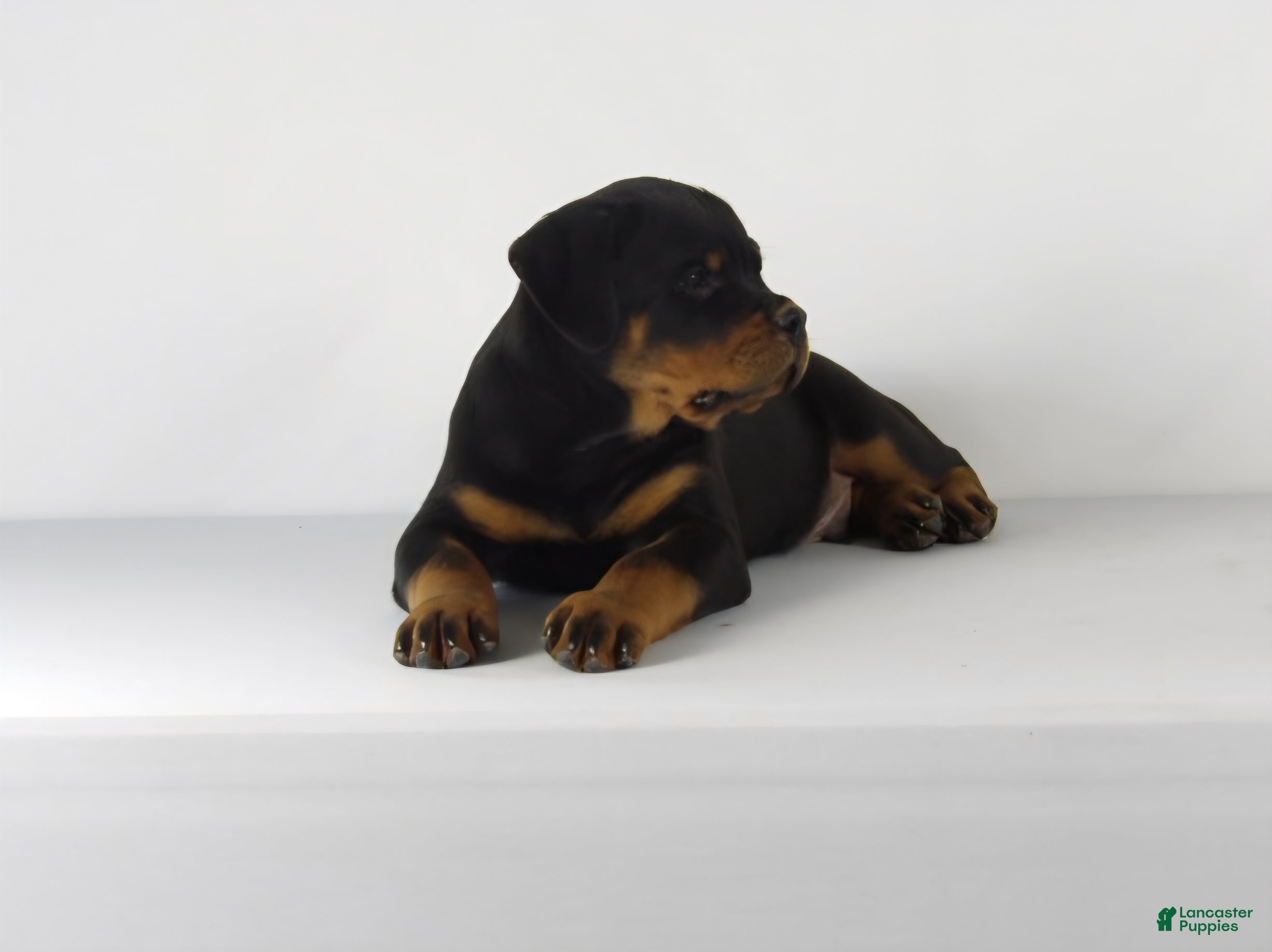 Rottweiler dogs Rottweiler Puppy 3 - Ad 1
