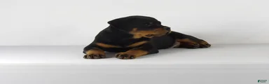 Rottweiler Puppy 3