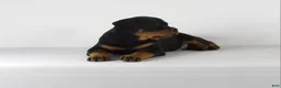 Rottweiler dogs for sale: Rottweiler Puppy 3 - Ad 1
