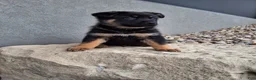 German Shepherd dogs for sale: Almanzo - Ad 3