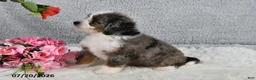Mini Bernedoodle dogs for sale: Kiana - Ad 3