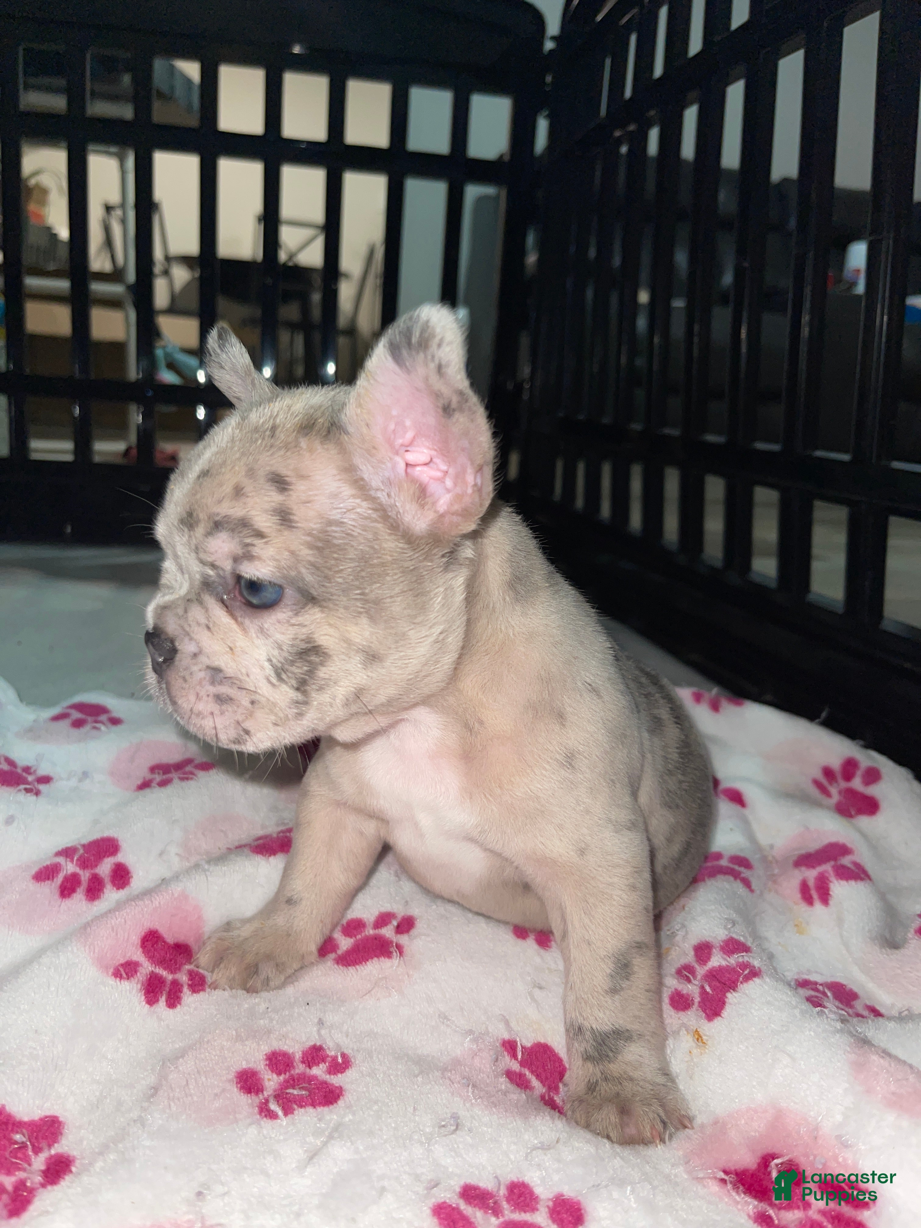 French Bulldog dogs Conchita - Ad 2