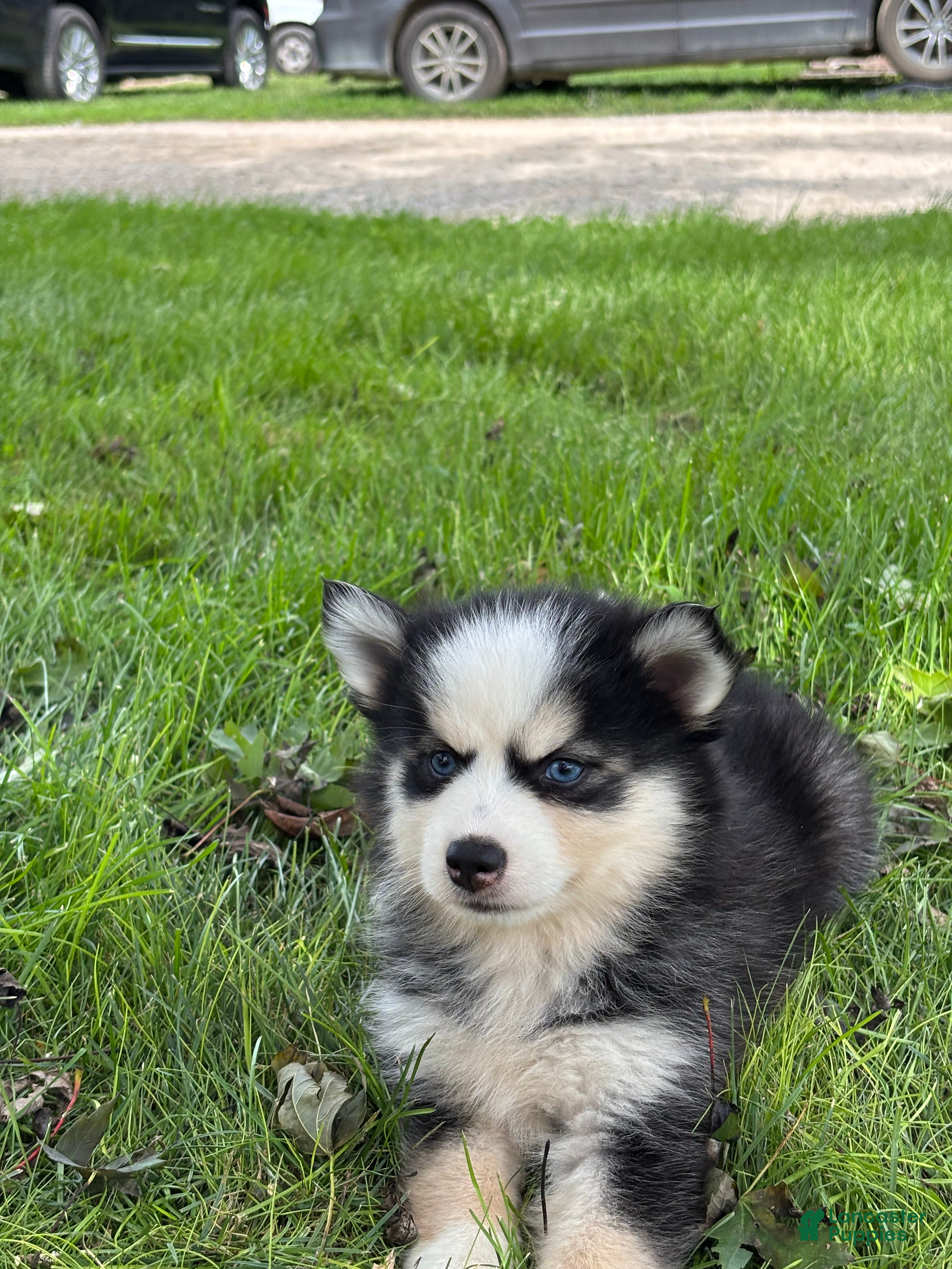 Pomsky dogs Doris - Ad 2