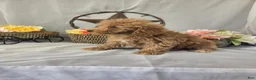 Miniature Poodle dogs for sale: Cindy - Ad 10