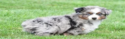 Miniature Australian Shepherd dogs for sale: Weston - Ad 8