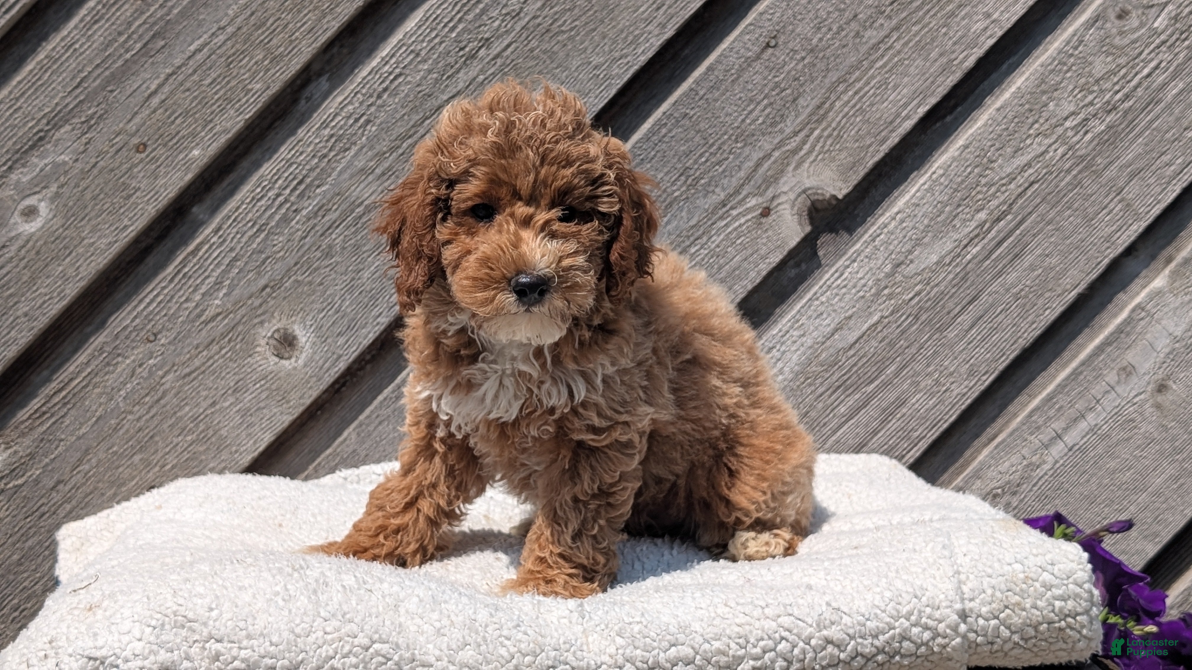 Miniature Poodle dogs Roxy - Ad 2