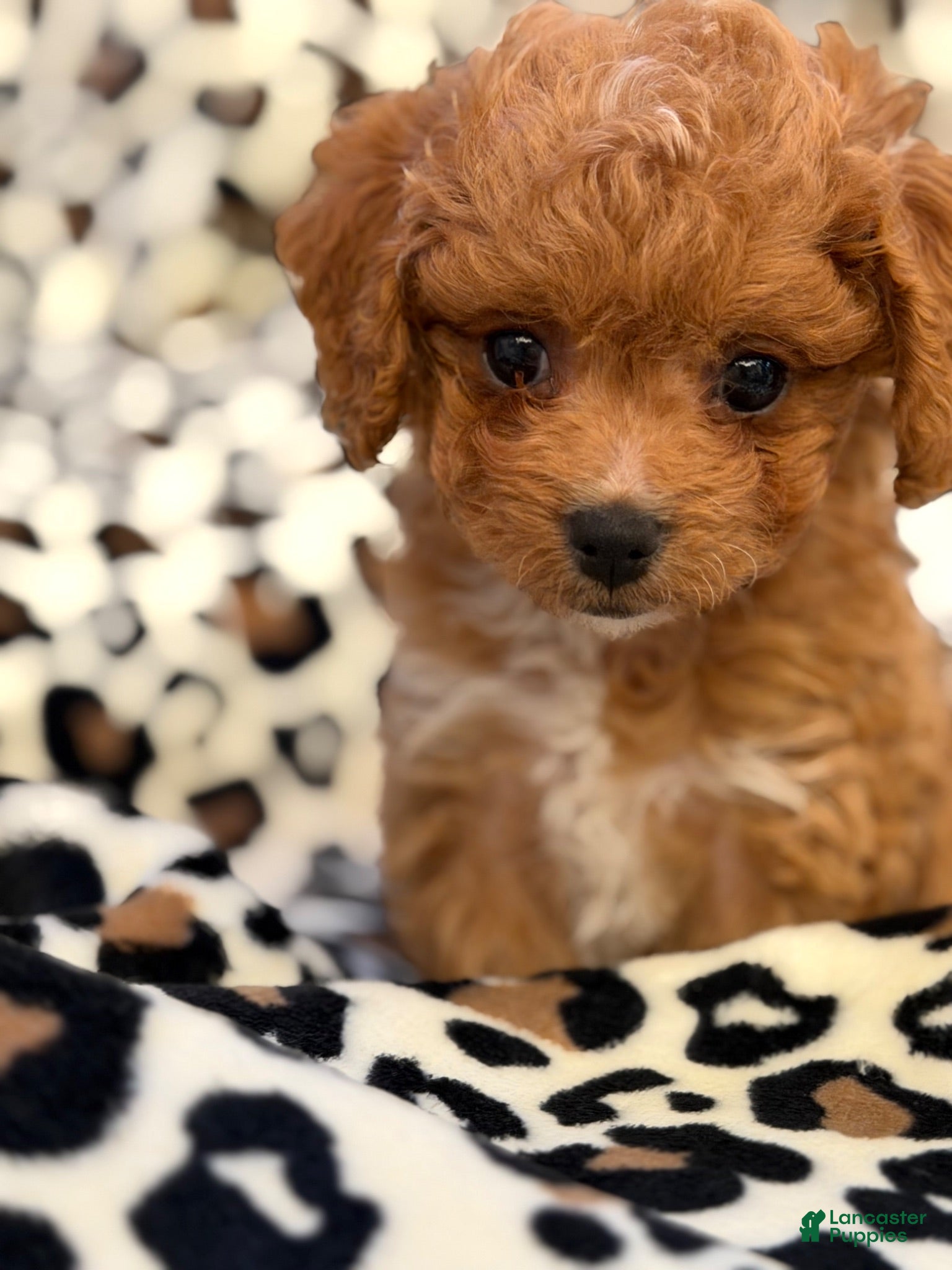 Toy Poodle dogs Hershey - Ad 2