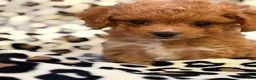 Toy Poodle dogs for sale: Hershey - Ad 2