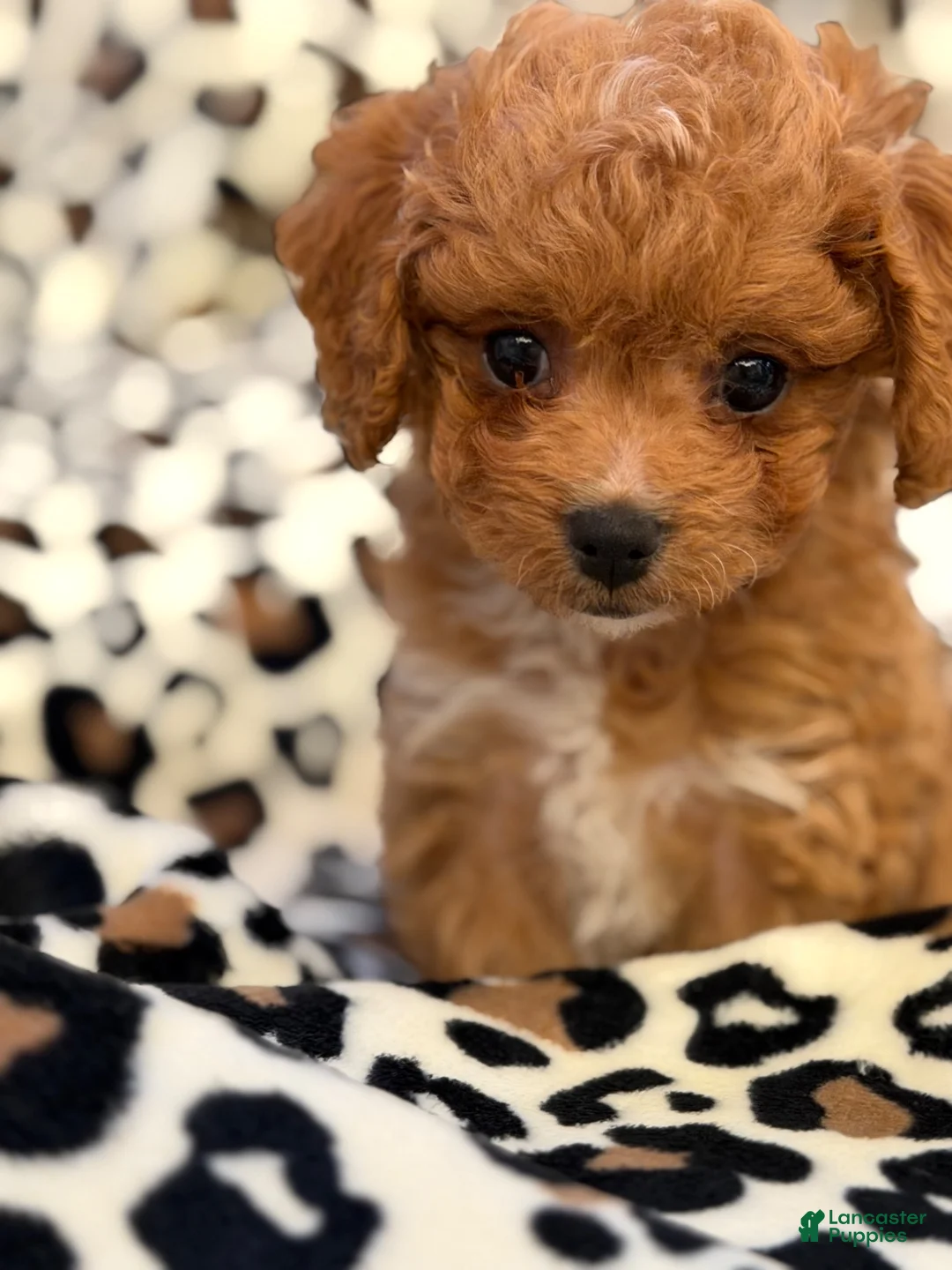 Toy Poodle dogs for sale: Hershey - Ad 2