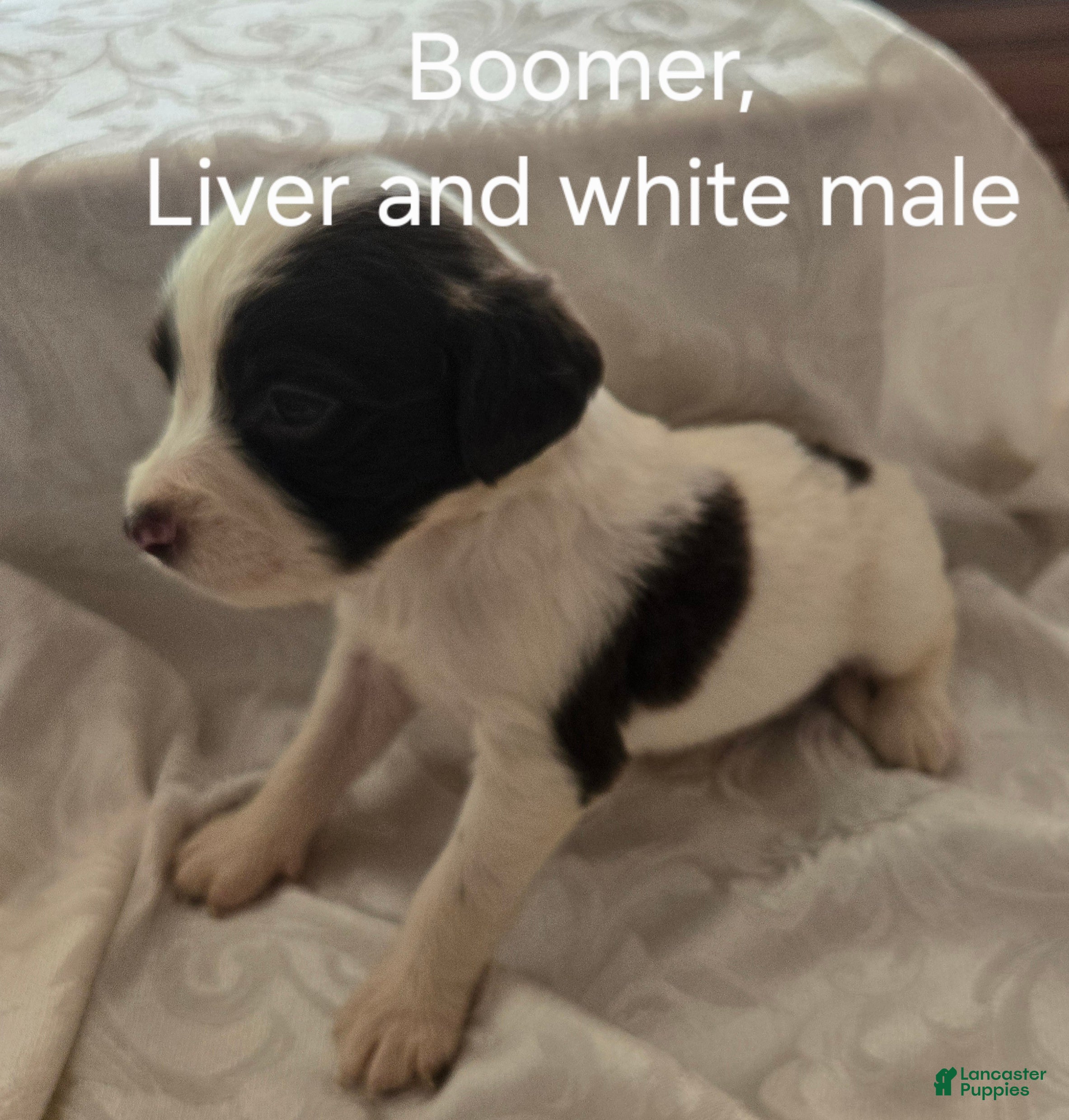 English Springer Spaniel dogs Boomer - Ad 1