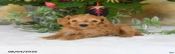 Mini Goldendoodle dogs for sale: Rosebud - Ad 3