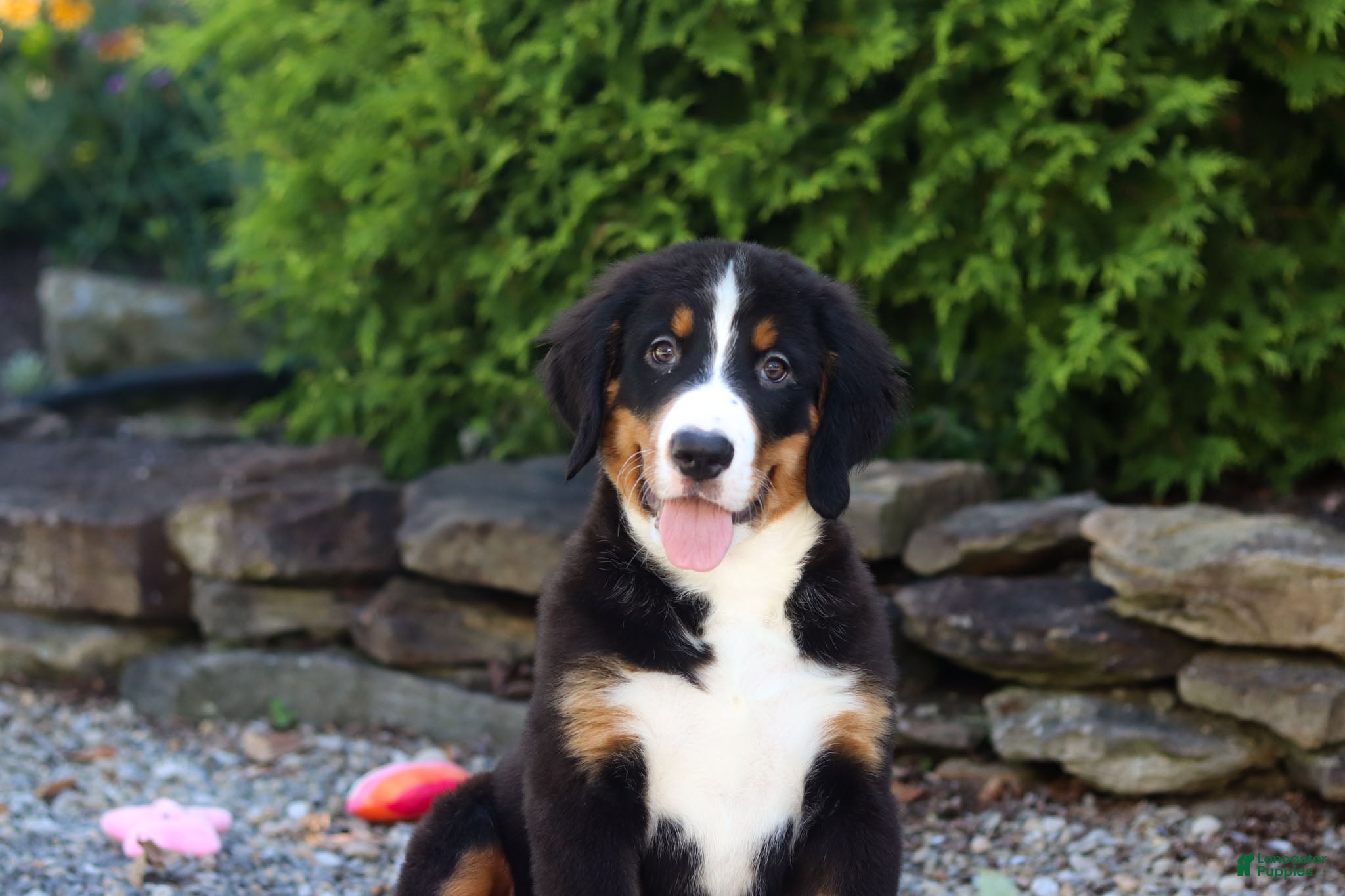 Bernese Mountain Dog dogs Theo - Ad 1