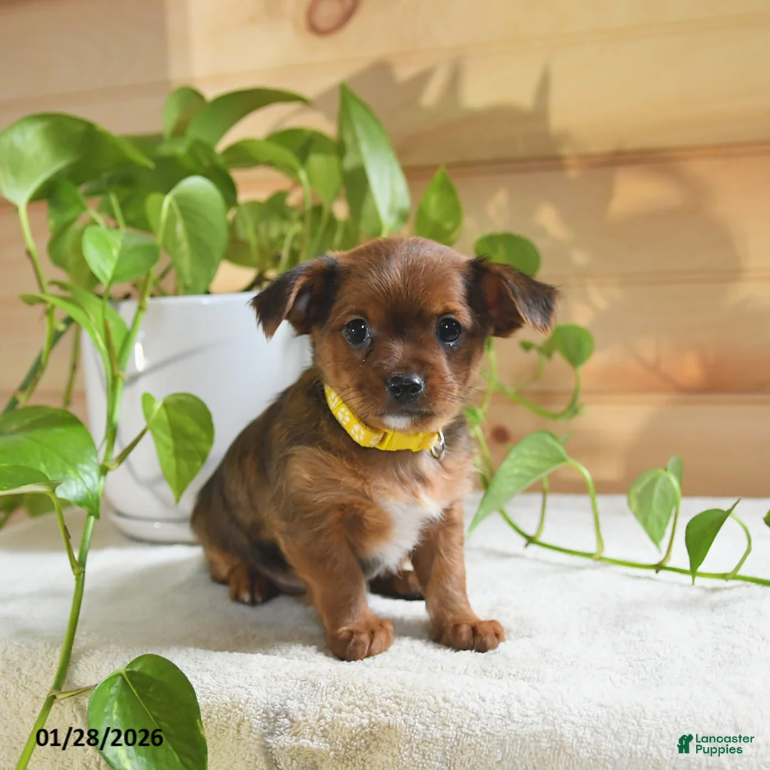 Shorkie dogs for sale: Opie - Ad 3