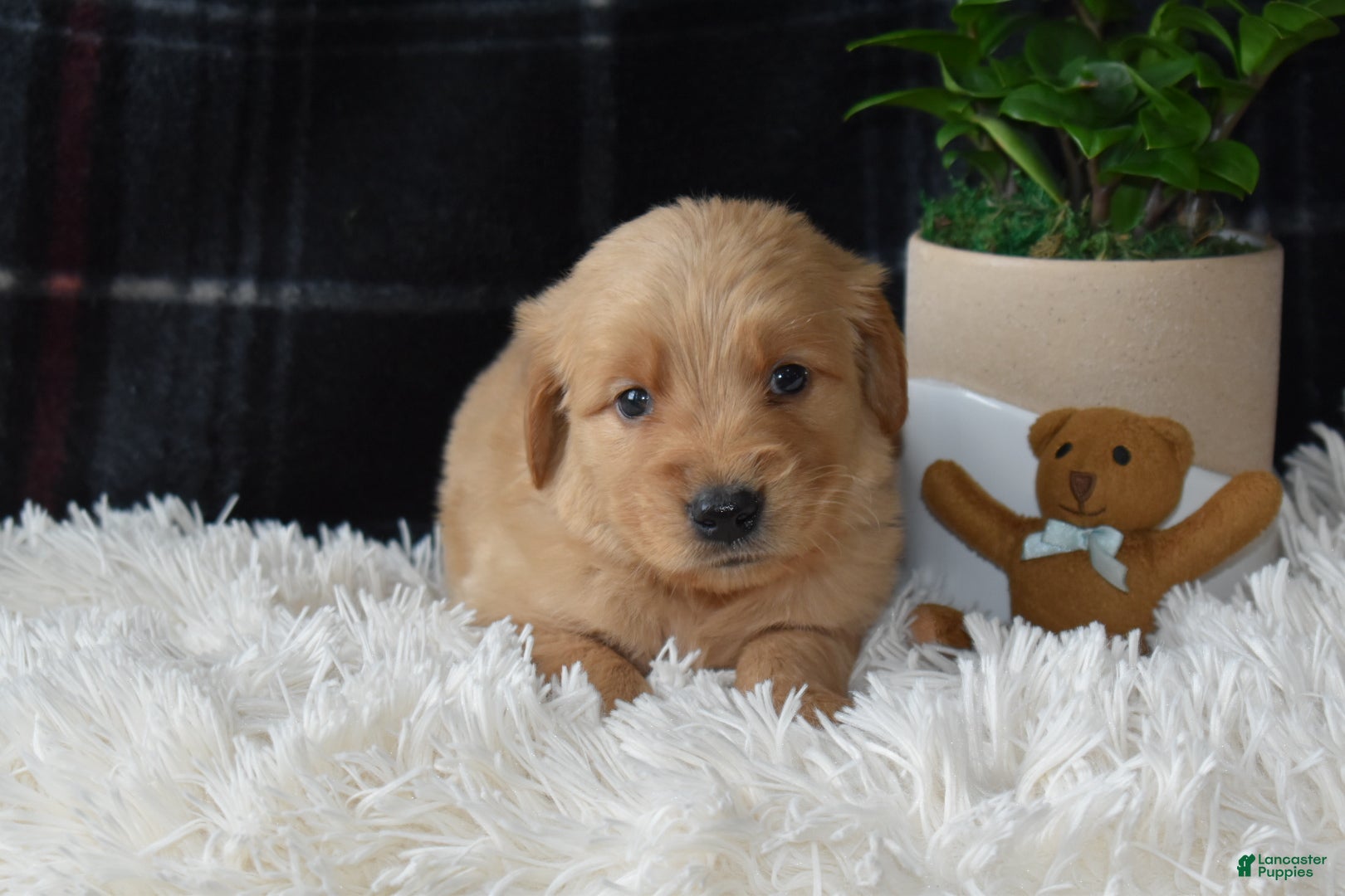 Golden Retriever dogs Logan - Ad 28