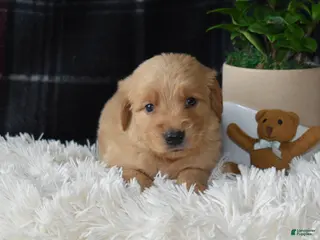 Golden Retriever dogs Logan - Ad 3