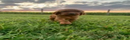Irish Setter dogs for sale: misty - Ad 1