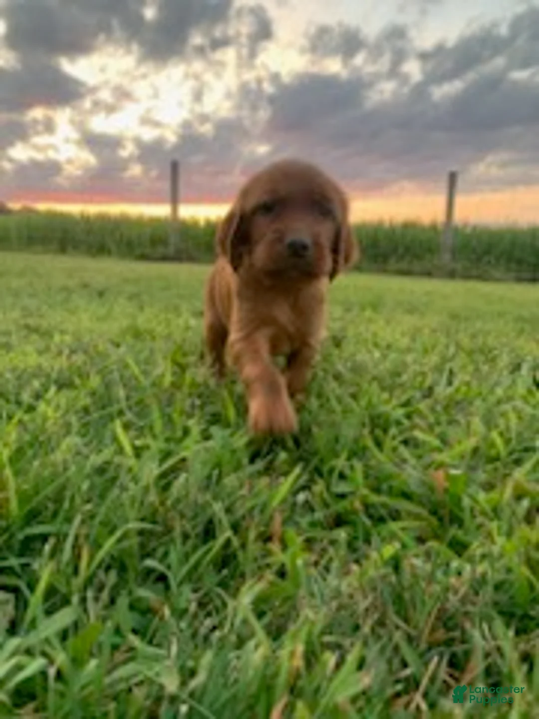 Irish Setter dogs for sale: misty - Ad 1