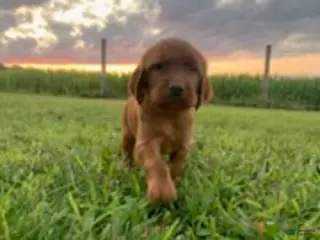 Irish Setter dogs misty - Ad 6
