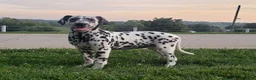 Dalmatian dogs for sale: Sadie Female AKC Dalmatian  - Ad 3
