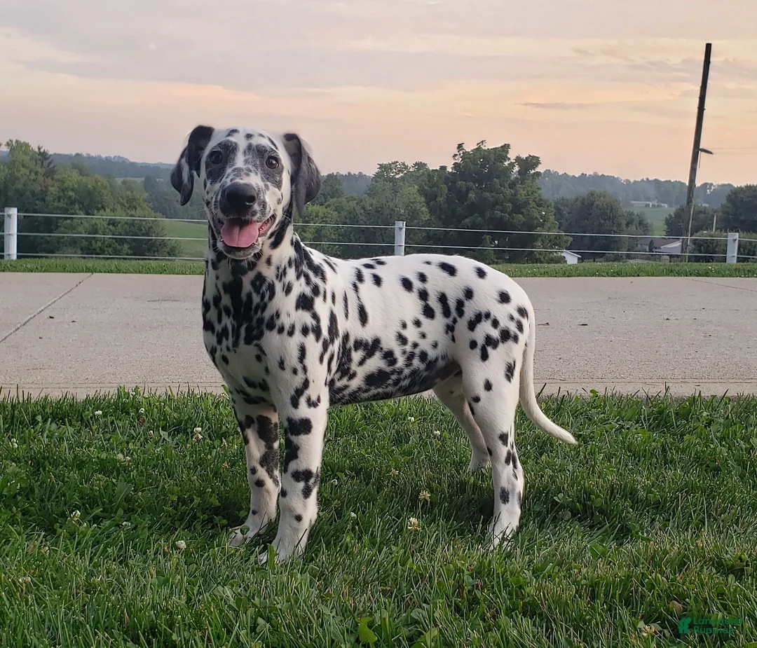 Dalmatian dogs for sale: Sadie Female AKC Dalmatian  - Ad 3