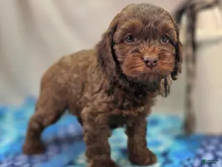 Cockapoo dogs Lyra - Ad 17