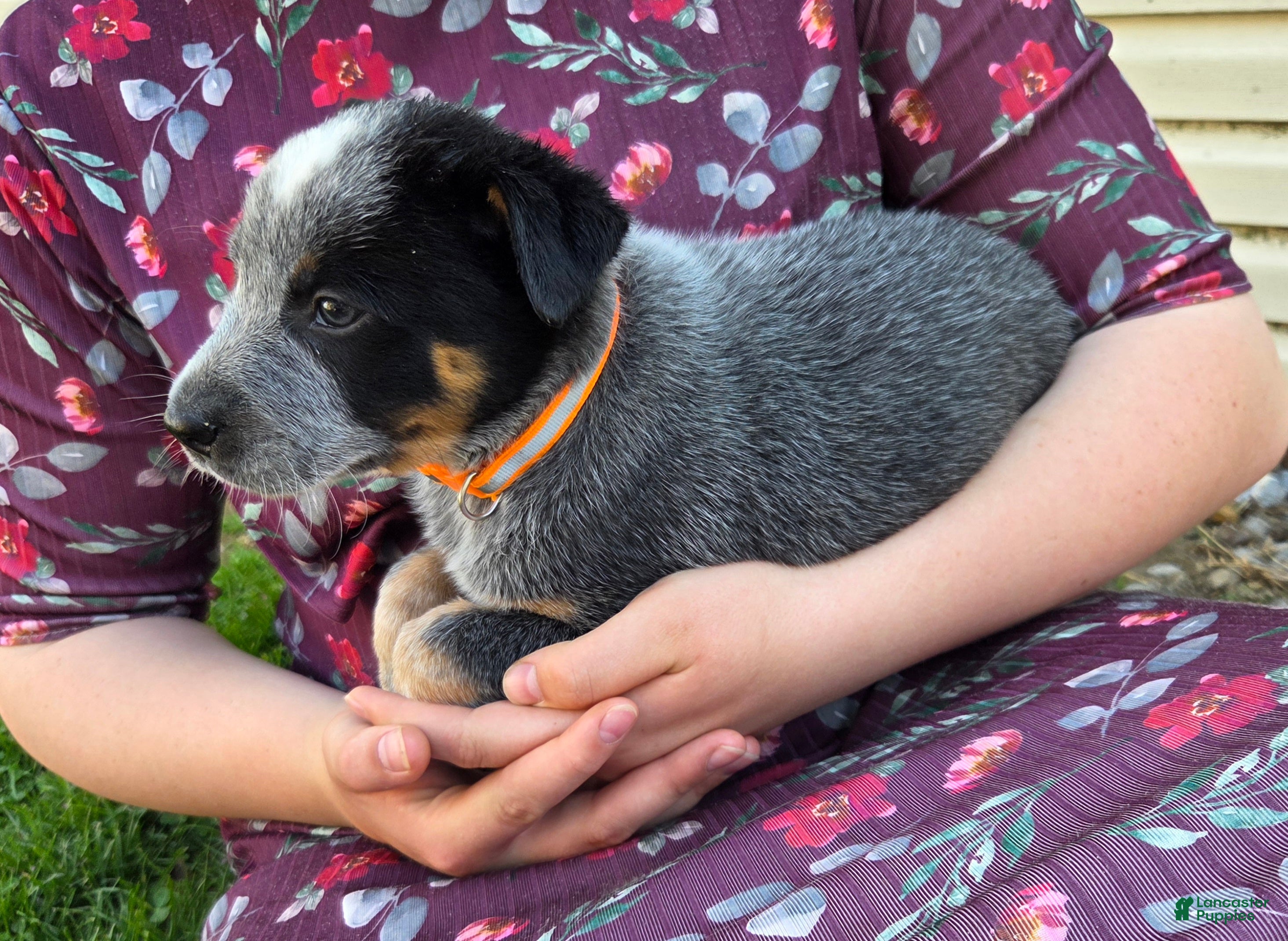 Australian Cattle Dog dogs Jessie - Ad 1