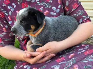 Australian Cattle Dog dogs for sale: Jessie - Ad 1