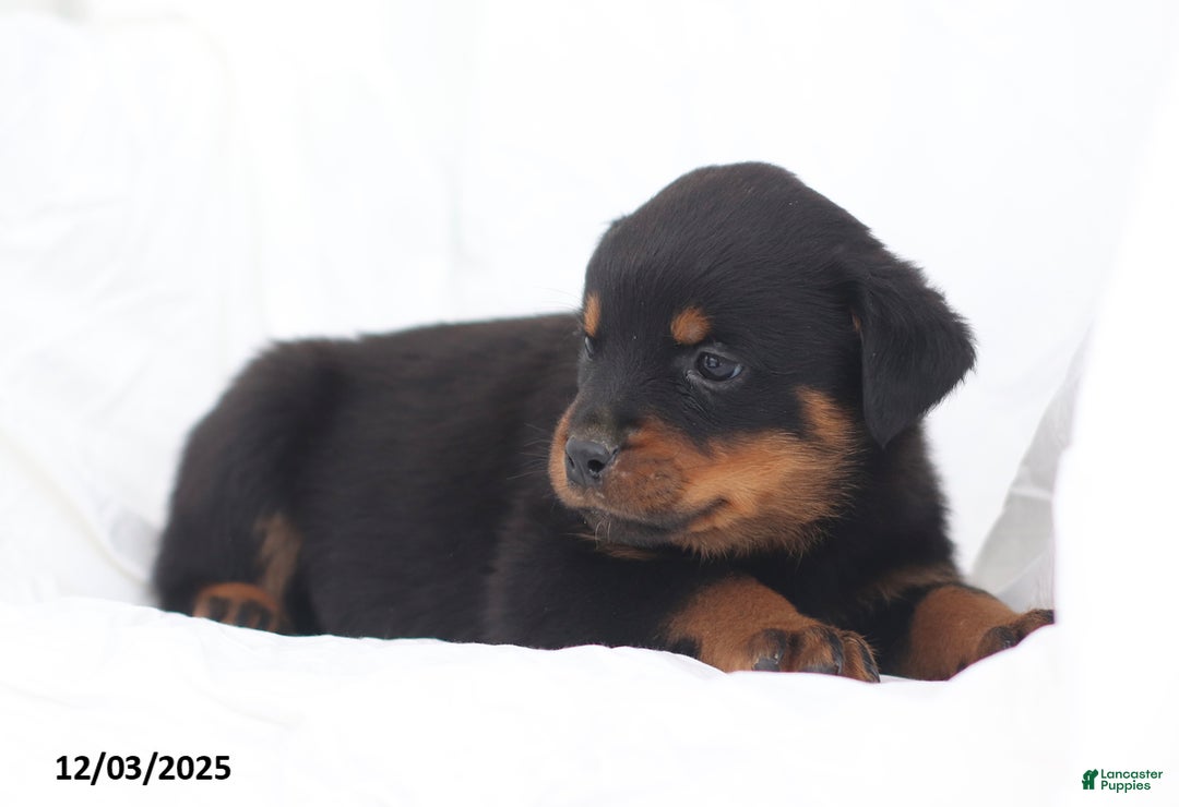 Rottweiler dogs for sale: Buck - Ad 2
