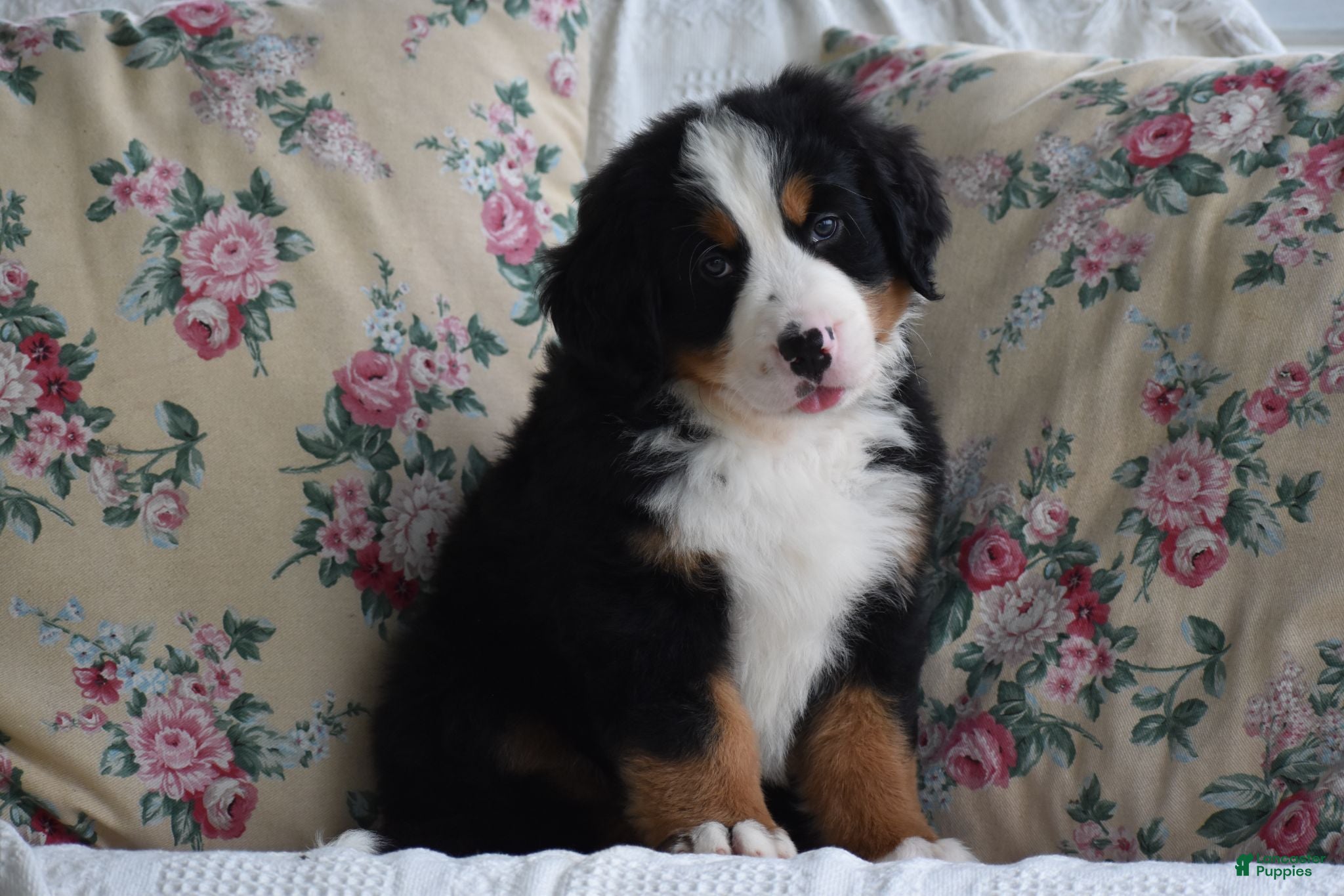 Bernese Mountain Dog dogs Bernard  - Ad 1
