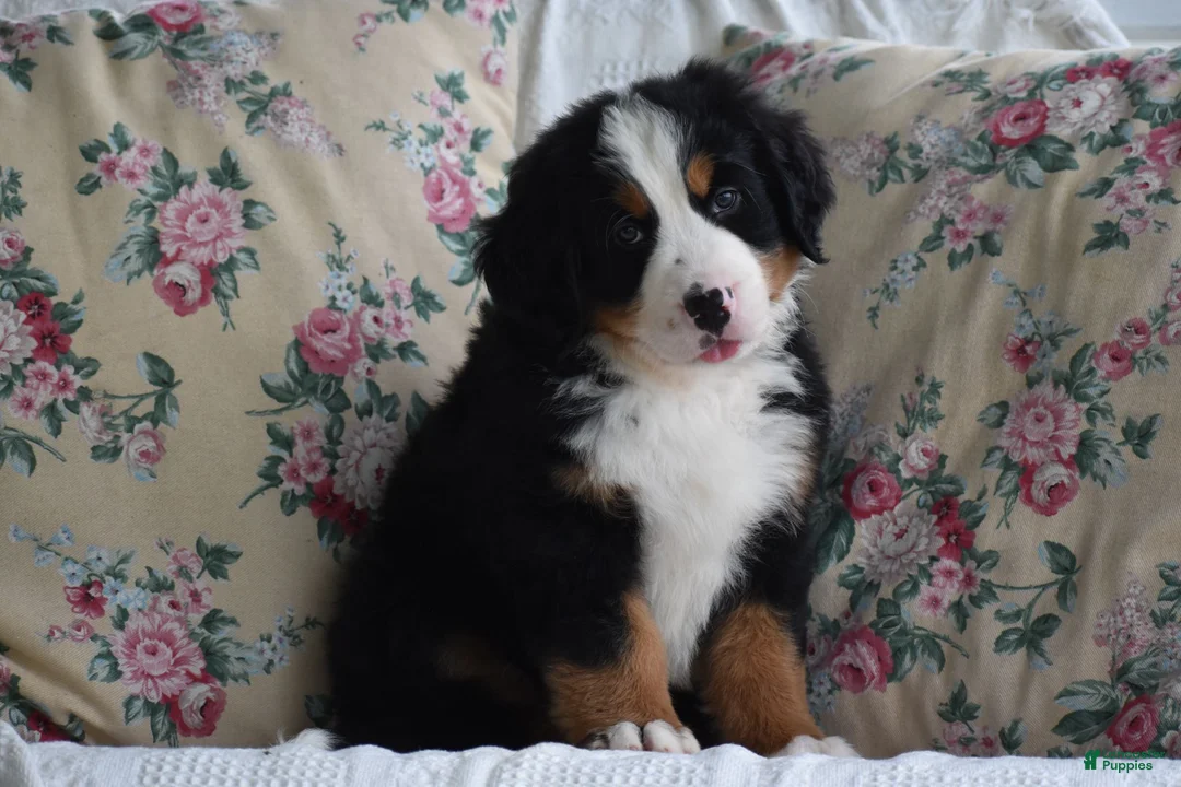 Bernese Mountain Dog dogs for sale: Bernard  - Ad 1