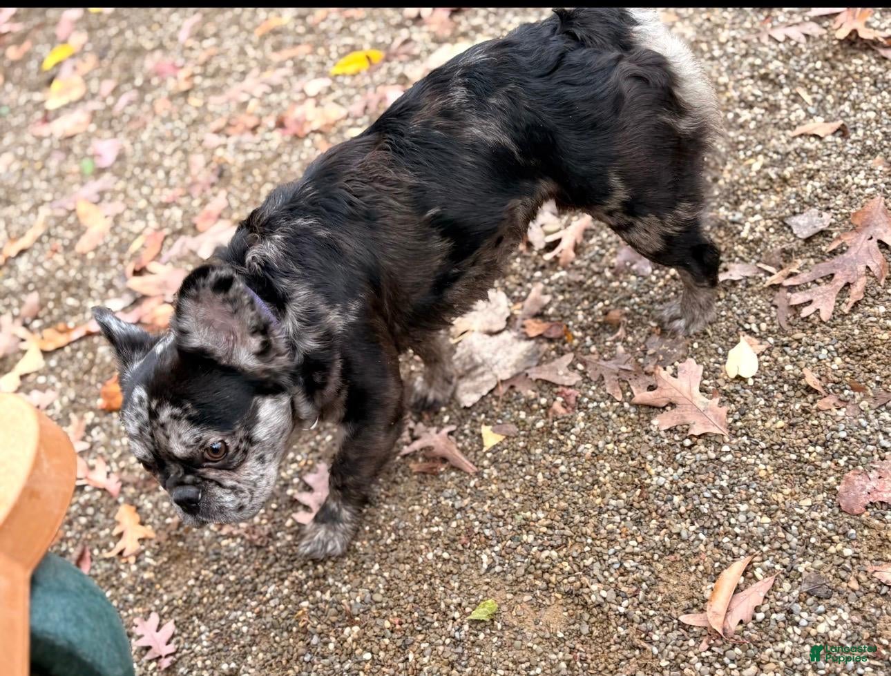 French Bulldog dogs JULIO - Ad 39